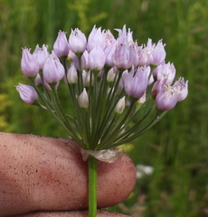 Allium angulosum