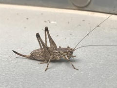 Tettigoniinae