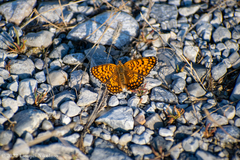 Melitaea phoebe