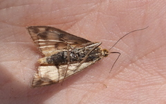 Sitochroa verticalis