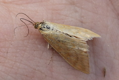 Sitochroa verticalis
