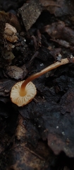 Lepiota boudieri