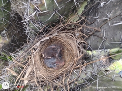 Turdus grayi