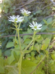 Stellaria aquatica