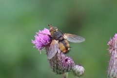 Tachina fera