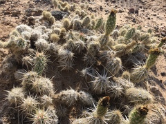 Grusonia clavata