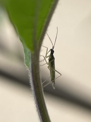 Dicyphus
