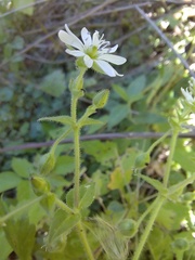 Stellaria aquatica