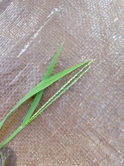 Paspalum setaceum