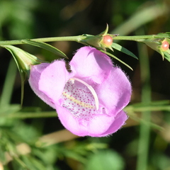 Agalinis heterophylla