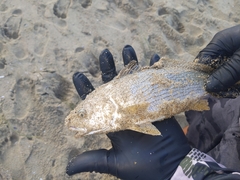 Umbrina roncador