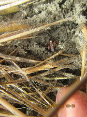 Ichneumon promissorius