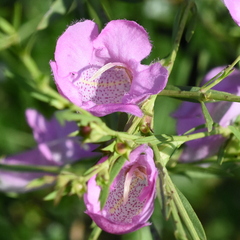 Agalinis heterophylla
