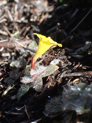 Erythranthe primuloides