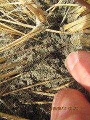 Ichneumon promissorius