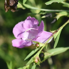 Agalinis heterophylla