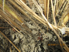 Ichneumon promissorius