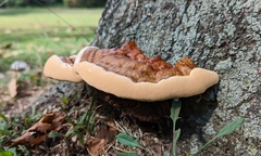 Ganoderma lobatum