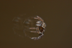 Pseudeuophrys