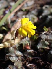 Erythranthe primuloides