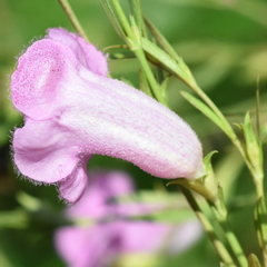 Agalinis heterophylla