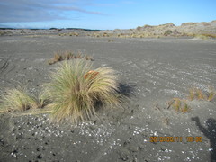 Ichneumon promissorius