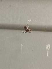 Neoscona domiciliorum