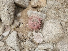 Ferocactus cylindraceus