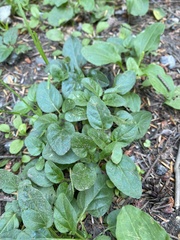Prunella vulgaris vulgaris