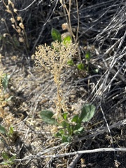 Lepidium chalepense