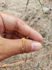 Eriogonum inflatum
