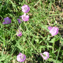 Agalinis heterophylla