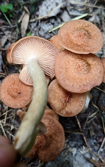 Desarmillaria