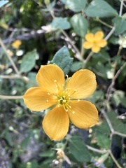 Mentzelia oligosperma