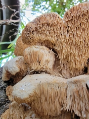 Hericium erinaceus
