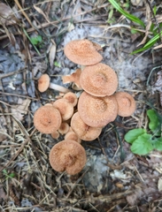 Desarmillaria