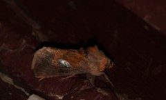 Autographa bractea