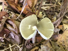 Amanita sinicoflava