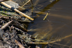 Orthetrum albistylum