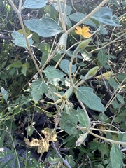 Mentzelia oligosperma