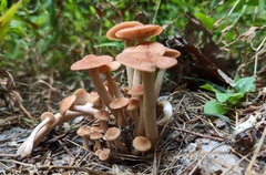 Desarmillaria