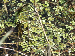 Salvinia minima