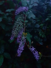 Petrea