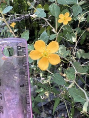 Mentzelia oligosperma