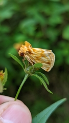 Cirrhophanus triangulifer