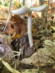 Amanita sinicoflava