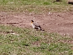 Colaptes campestris campestroides