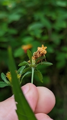 Cirrhophanus triangulifer