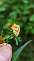 Cirrhophanus triangulifer