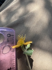 Mentzelia oligosperma